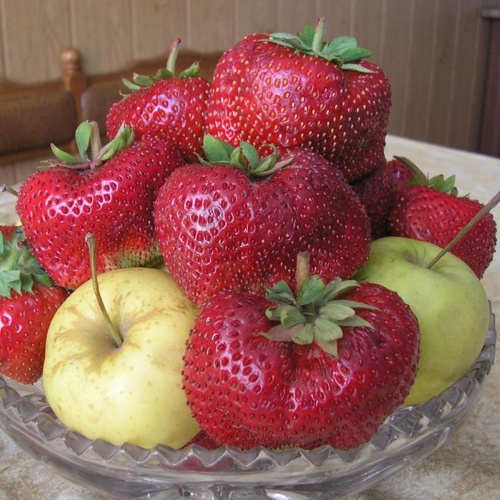 Земляника Чамора Туруси